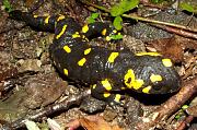 Salamandra salamandra