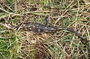 Salamandra salamandra