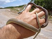 Platyceps najadum