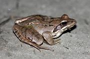 Rana dalmatina