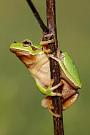 Hyla arborea