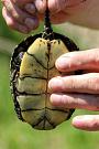 Emys orbicularis