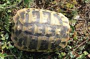 Testudo hermanni