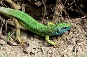 Lacerta viridis