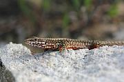 Podarcis muralis