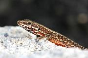 Podarcis muralis