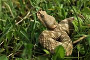 Vipera ammodytes