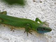 Lacerta viridis