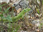 Lacerta trilineata