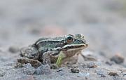 Pelophylax lessonae