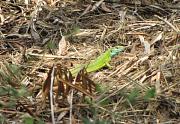 Lacerta viridis