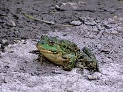 Pelophylax/Rana sp.