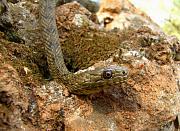 Natrix tessellata