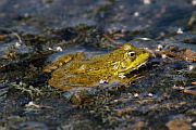 Pelophylax ridibundus