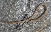 Anguis fragilis s.l.