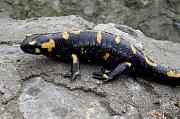 Salamandra salamandra