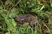 Bufo bufo