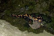 Salamandra salamandra