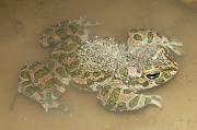 Pseudepidalea viridis