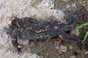 Salamandra salamandra