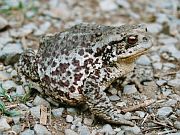 Bufo bufo spinosus