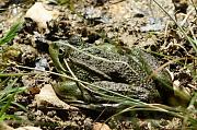 Pelophylax ridibundus