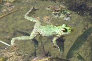 Pelophylax ridibundus