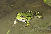 Pelophylax ridibundus