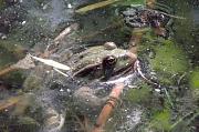 Pelophylax ridibundus