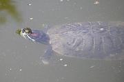 Trachemys scripta