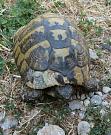 Testudo hermanni