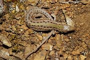 Podarcis tauricus