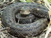 Vipera ursinii