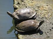 Mauremys rivulata