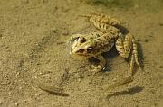 Pelophylax ridibundus