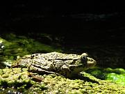 Pelophylax ridibundus