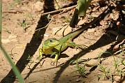 Lacerta trilineata