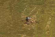 Pelophylax/Rana sp.