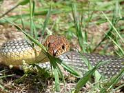 Dolichophis caspius