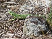 Lacerta trilineata