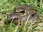 Natrix tessellata