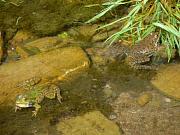 Pelophylax ridibundus