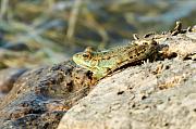 Pelophylax ridibundus