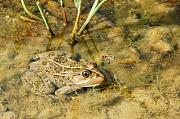 Pelophylax ridibundus