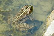 Pelophylax ridibundus