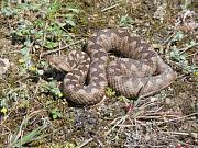 Vipera ammodytes