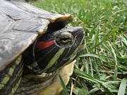 Trachemys scripta