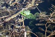 Pelophylax ridibundus