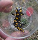 Salamandra salamandra