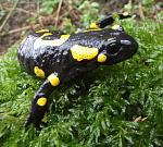 Salamandra salamandra